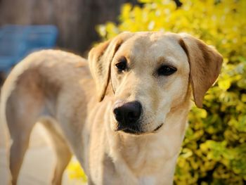 Yellow labrador puppy