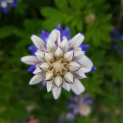 Close-up of purple flower