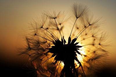 Silhouette of dandelion against sky during sunset