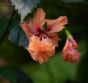 Close-up of red flowering plant