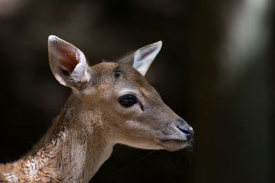 Close-up of the head of an alert deer