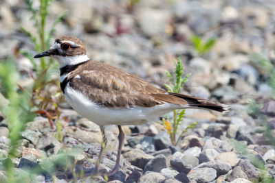 Close-up of bird perching on rock