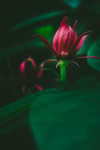 Close-up of pink flowering plant