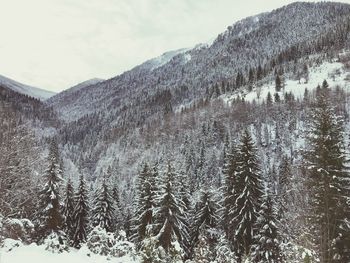 Pine trees on snowcapped mountains against sky