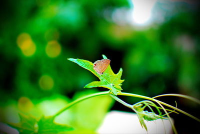 Close-up of insect on leaf