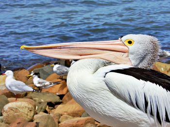 Close-up of pelican on lake