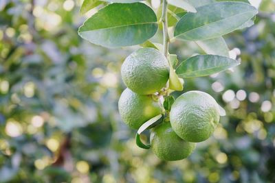 Close-up of berries growing on tree