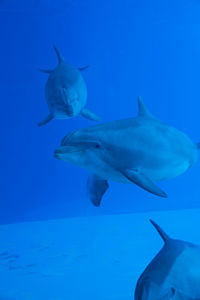 Fish swimming in sea