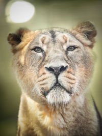 Close-up portrait of a cat