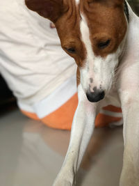 High angle view of dog looking at home