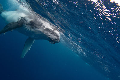 View of humpback whale swimming in the pacific ocean near tonga.