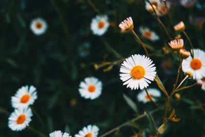 Close-up of white daisy flowers