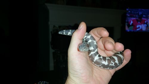 Close-up of hand holding hands, sand boa