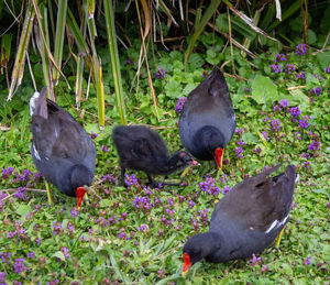 High angle view of duck on field