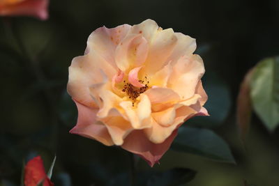 Close-up of rose against blurred background