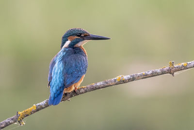 Close-up of kingfisher perching on branch