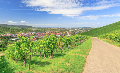 Scenic view of vineyard against sky