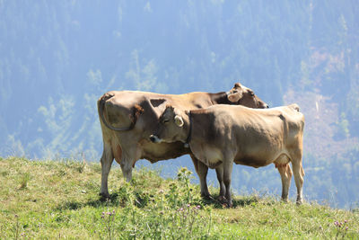 Cows standing in a field