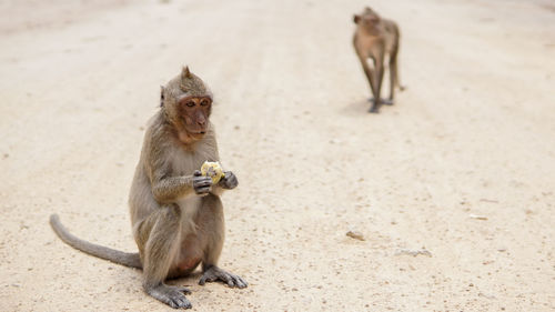 High angle view of monkeys on field