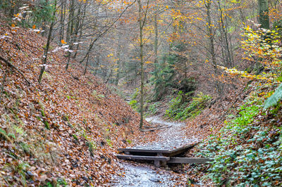 Plants and trees in forest during autumn