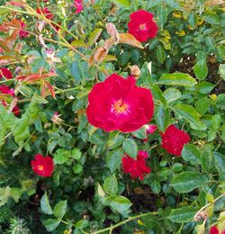 High angle view of red roses on plant