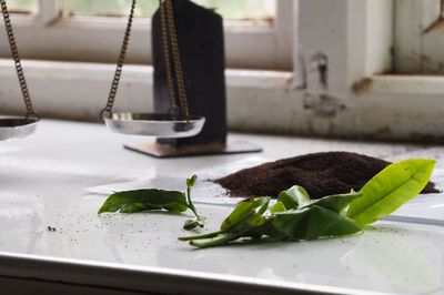 Close-up of potted plant on table