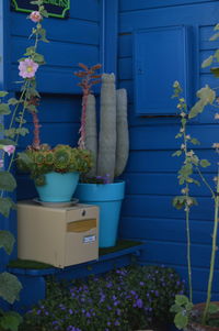 Low angle view of flower pot on window sill