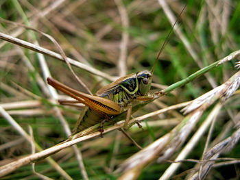 Close-up of insect perching on plant