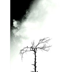 Low angle view of bare tree against clear sky