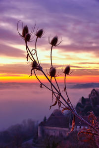 Silhouette plants against sky during sunset