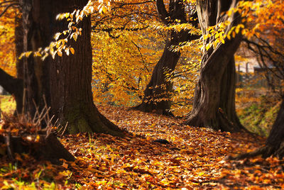 Autumn trees in park