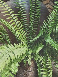 High angle view of fern leaves on tree trunk