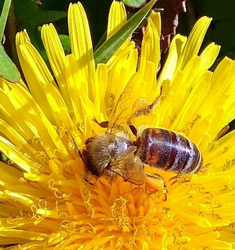 CLOSE-UP OF HONEY BEE ON YELLOW FLOWER