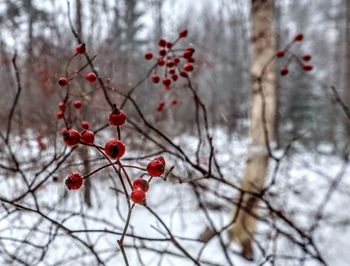 Red berries on tree