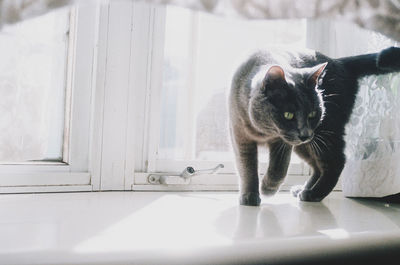 Portrait of cat sitting on floor