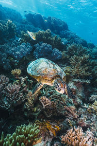 Green sea turtle pose close to the healthy coral reef in australia