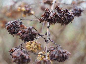 Close-up of dry leaves on plant