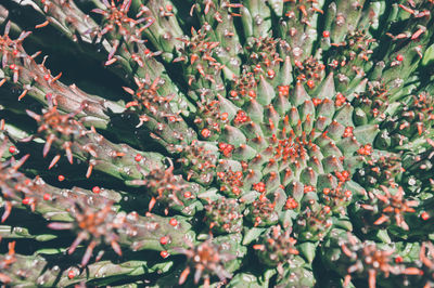 Close-up of flowering plant