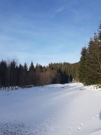 Trees on snow covered land against sky