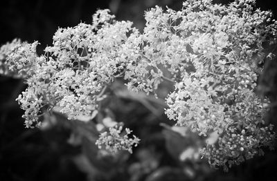 Close-up of flowers blooming in park