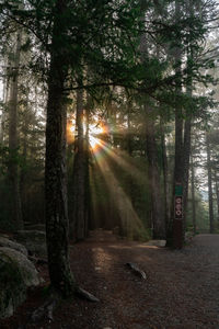 Sunlight streaming through trees in forest