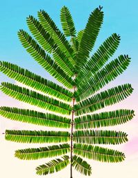 Close-up of palm tree against white background