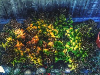 Plants growing on a tree