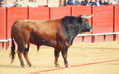 Side view of bull standing on field