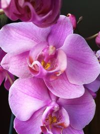 Close-up of pink orchid flowers