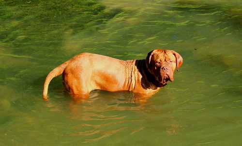 Dog in water