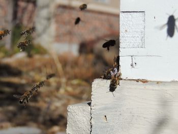 Honey bees at front hive entrance close up. bee flying to hive. honey bee drone enter 