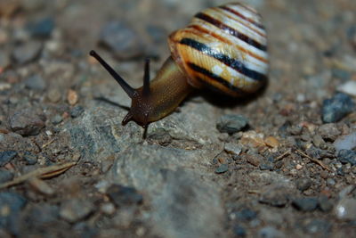 Close-up of snail on rocks