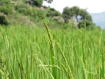 Close-up of wheat growing on field