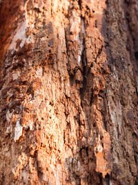 Full frame shot of tree trunk